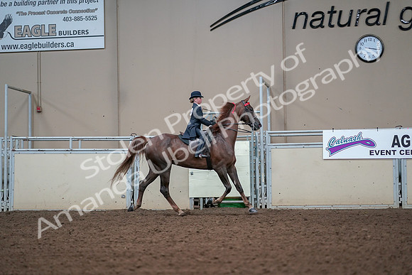 2019 Morgan Horse Show - Aug 30, 2019 - 17978