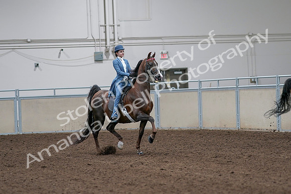 2020 - AB Morgan Horse - Fri, Sept 04 - 05031