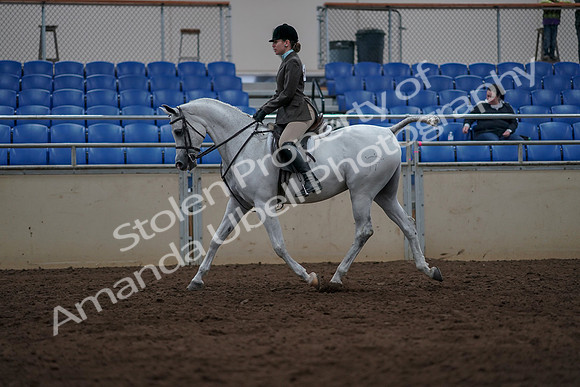 2019 Morgan Horse Show - Sept 01, 2019 - 08576
