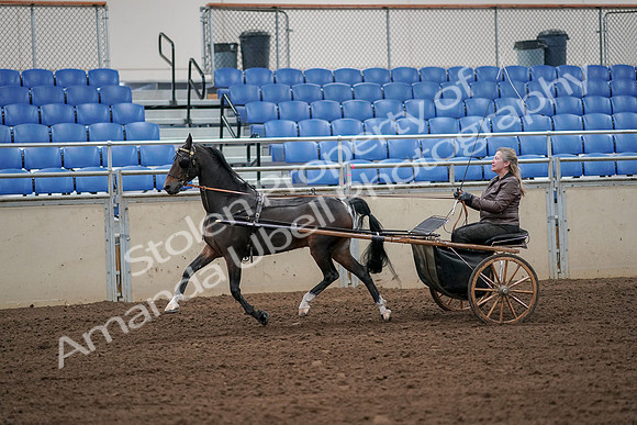 2019 Morgan Horse Show - Aug 30, 2019 - 13105