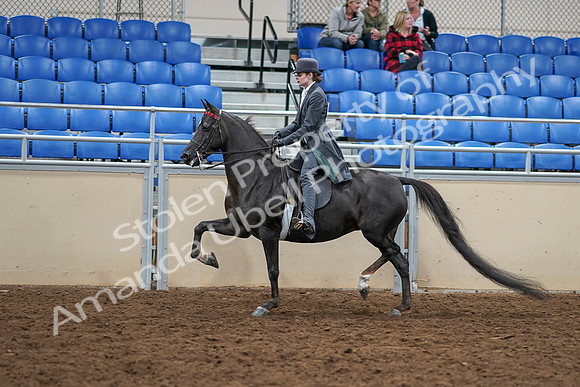 2020 - AB Morgan Horse - Sat, Sept 05 - 13732