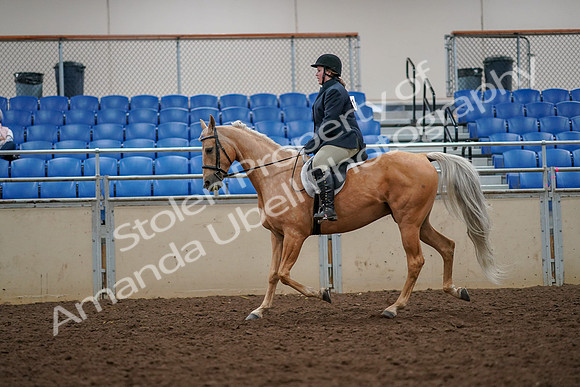 2019 Morgan Horse Show - Aug 30, 2019 - 22295