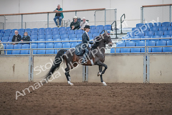 2019 Morgan Horse Show - Aug 31, 2019 - 08916