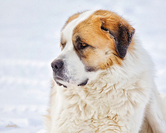 Dogs and Cats - 049