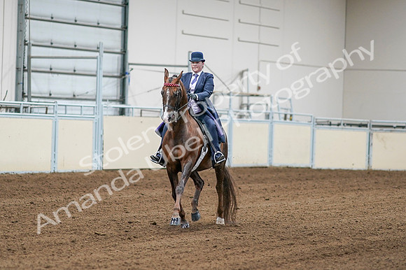 2020 - AB Morgan Horse - Fri, Sept 04 - 08170