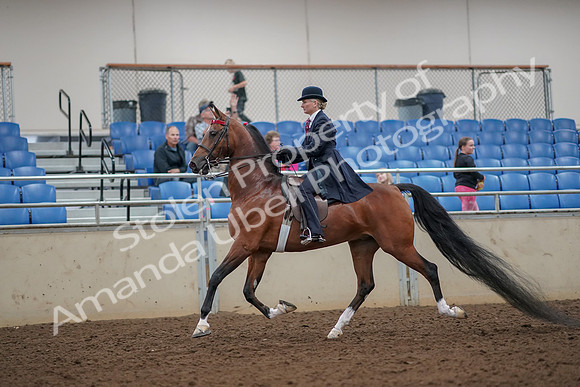 2019 Morgan Horse Show - Aug 30, 2019 - 25075