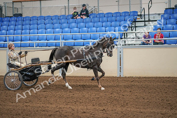 2020 - AB Morgan Horse - Sat, Sept 05 - 05949