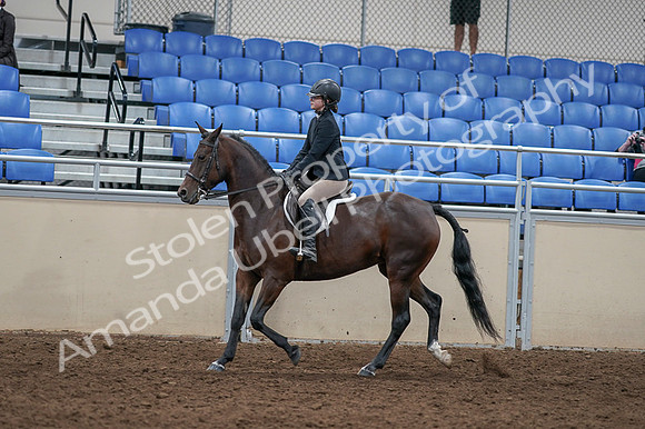 2020 - AB Morgan Horse - Fri, Sept 04 - 05911