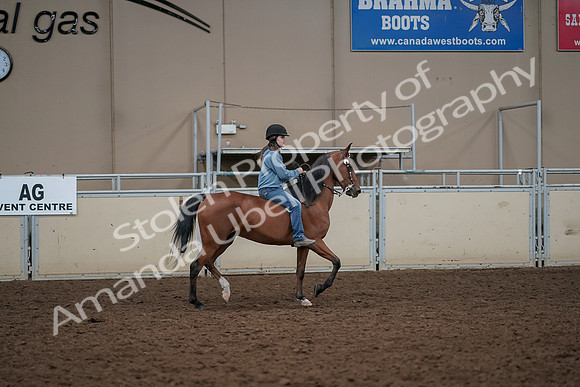 2019 Morgan Horse Show - Aug 30, 2019 - 31428