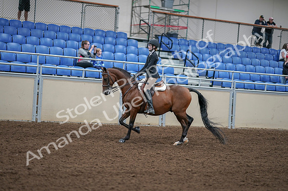 2020 - AB Morgan Horse - Fri, Sept 04 - 05870