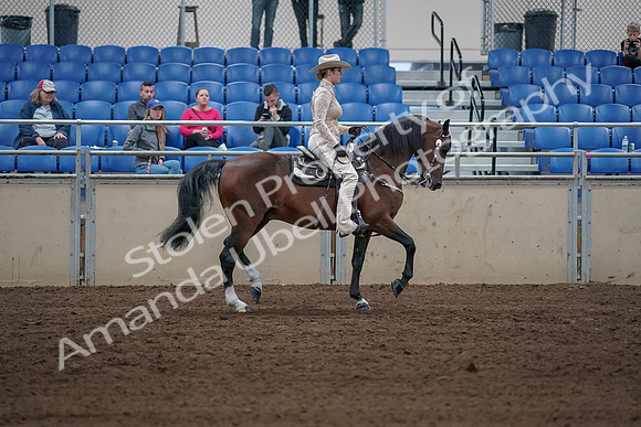 2019 Morgan Horse Show - Sept 01, 2019 - 07191