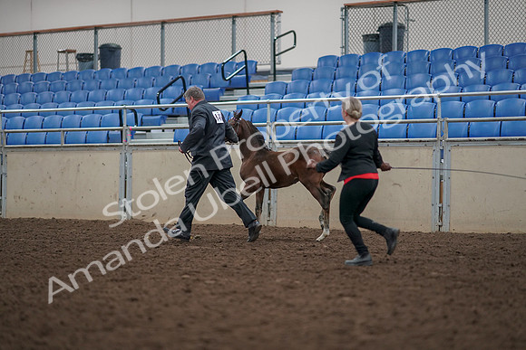 2019 Morgan Horse Show - Aug 31, 2019 - 00432