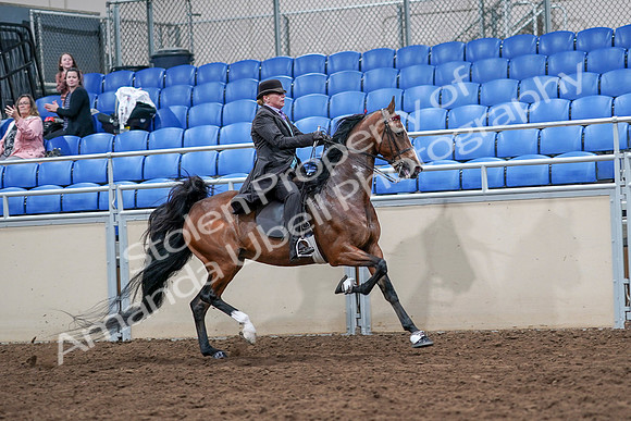 2020 - AB Morgan Horse - Sat, Sept 05 - 13223