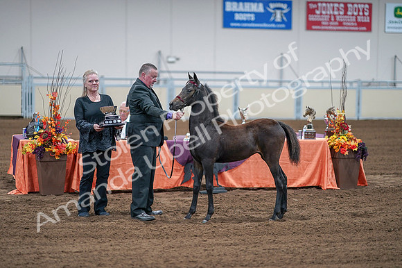 2020 - AB Morgan Horse - Fri, Sept 04 - 06221