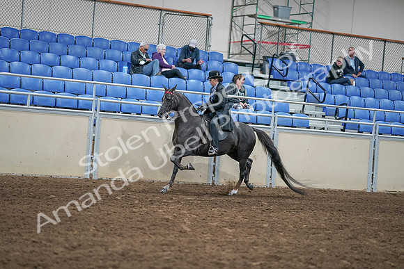 2020 - AB Morgan Horse - Sat, Sept 05 - 00832
