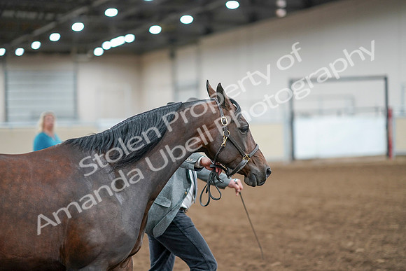 2020 - AB Morgan Horse - Sat, Sept 05 - 00187