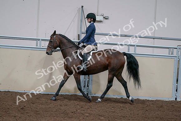 2020 - AB Morgan Horse - Fri, Sept 04 - 05923