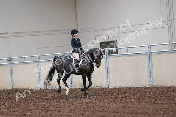 2020 - AB Morgan Horse - Fri, Sept 04 - 02109