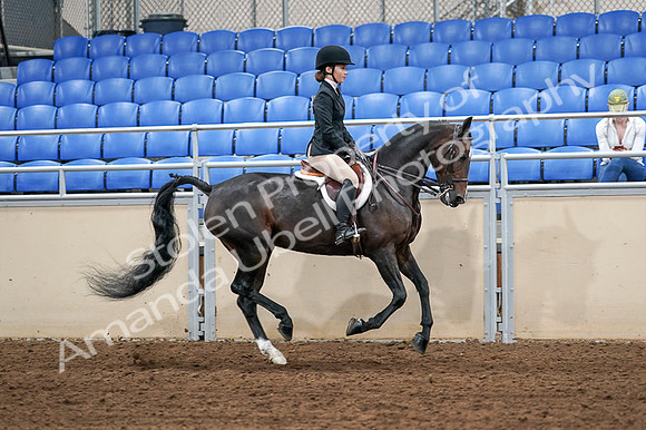 2020 - AB Morgan Horse - Fri, Sept 04 - 02117