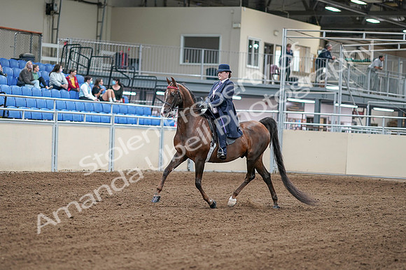 2020 - AB Morgan Horse - Fri, Sept 04 - 07878