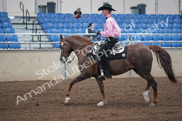 2019 Morgan Horse Show - Sept 01, 2019 - 07007