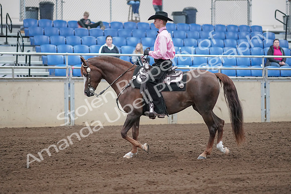 2019 Morgan Horse Show - Sept 01, 2019 - 06825