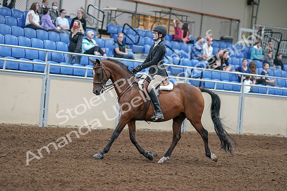 2020 - AB Morgan Horse - Fri, Sept 04 - 05863