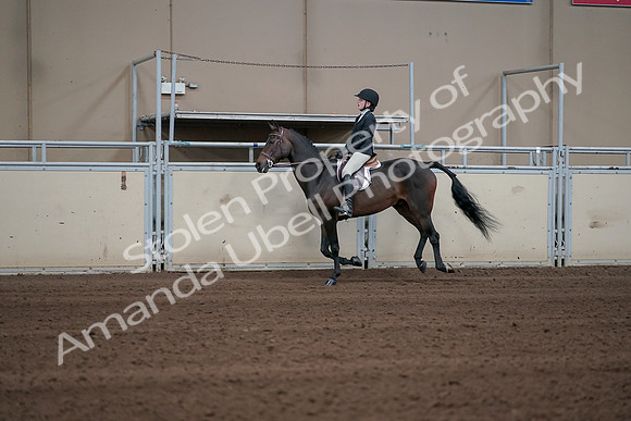 2019 Morgan Horse Show - Sept 01, 2019 - 03765