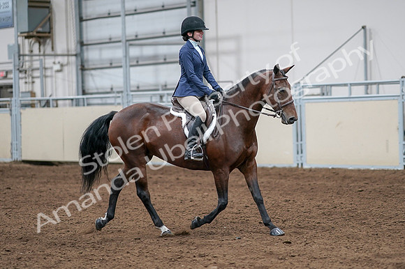 2020 - AB Morgan Horse - Fri, Sept 04 - 05976