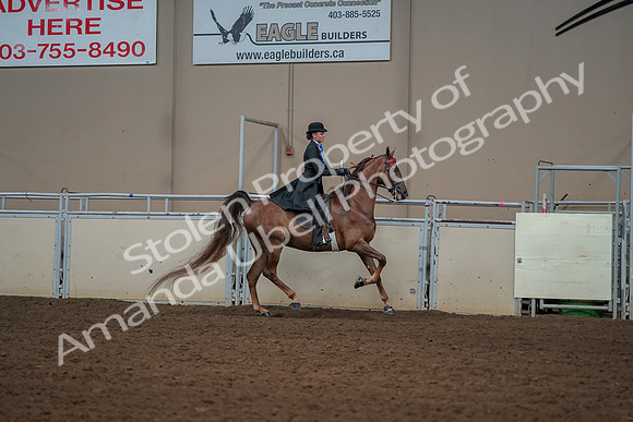 2019 Morgan Horse Show - Aug 30, 2019 - 25318
