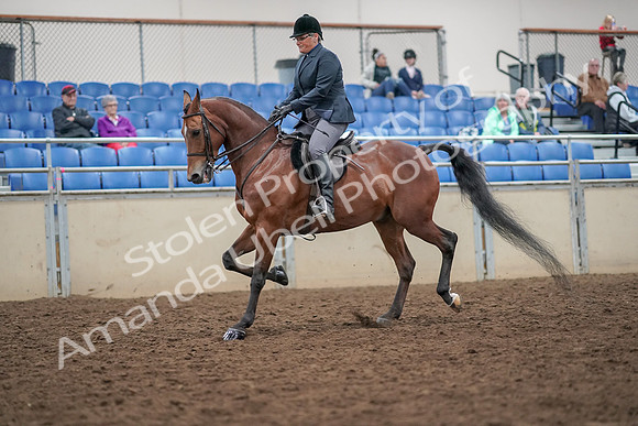 2019 Morgan Horse Show - Aug 30, 2019 - 20364