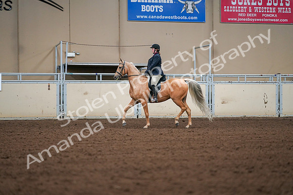 2019 Morgan Horse Show - Aug 30, 2019 - 16166