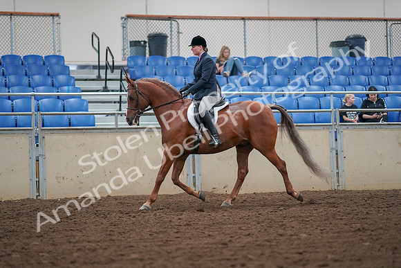 2019 Morgan Horse Show - Aug 30, 2019 - 16185
