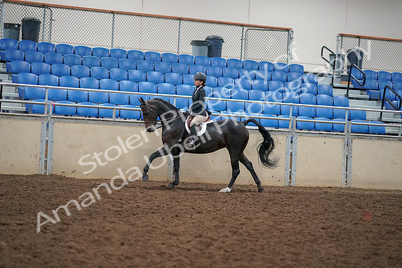 2019 Morgan Horse Show - Aug 30, 2019 - 12279