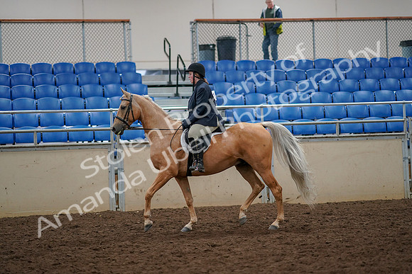 2019 Morgan Horse Show - Aug 30, 2019 - 22176