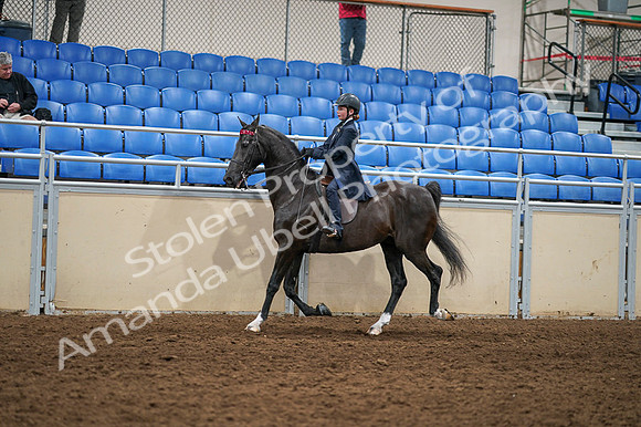 2020 - AB Morgan Horse - Fri, Sept 04 - 02980