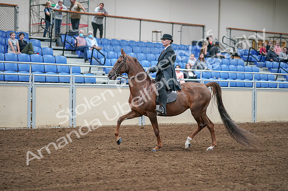2020 - AB Morgan Horse - Fri, Sept 04 - 07928