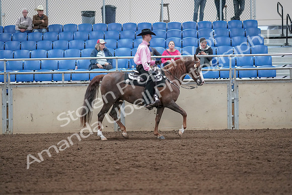 2019 Morgan Horse Show - Sept 01, 2019 - 07171
