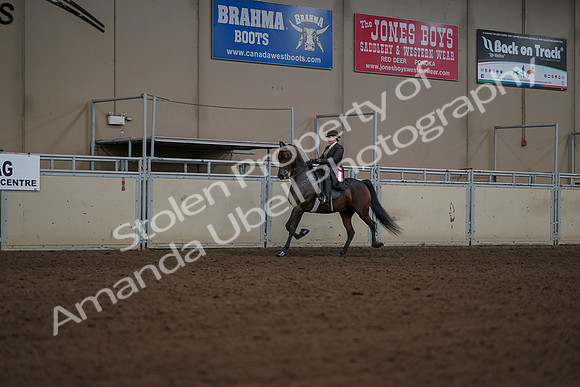 2019 Morgan Horse Show - Aug 30, 2019 - 28291