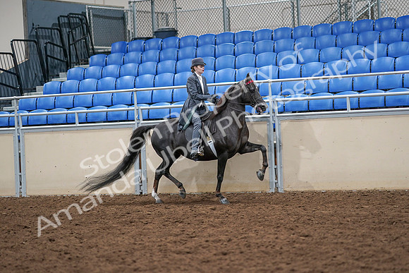 2020 - AB Morgan Horse - Sat, Sept 05 - 13936