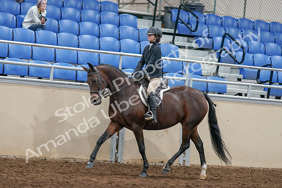 2020 - AB Morgan Horse - Sat, Sept 05 - 14406