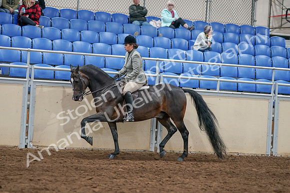 2020 - AB Morgan Horse - Sat, Sept 05 - 14492