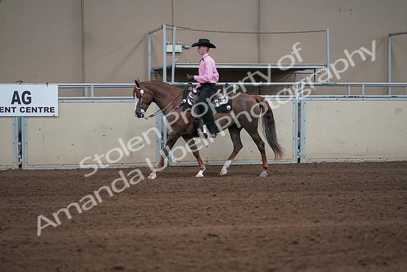 2019 Morgan Horse Show - Sept 01, 2019 - 06888