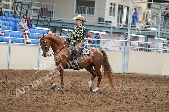 2020 - AB Morgan Horse - Sat, Sept 05 - 08887