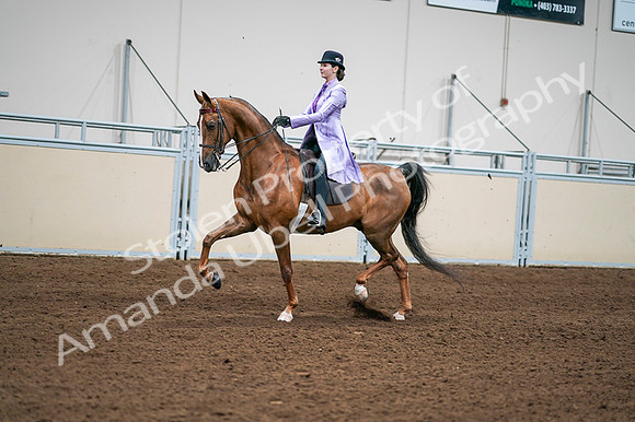2020 - AB Morgan Horse - Fri, Sept 04 - 04918