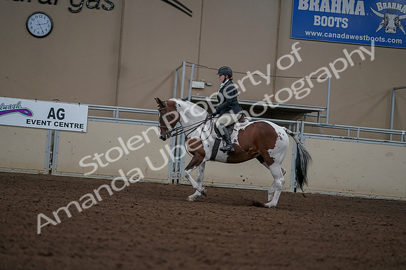 2019 Morgan Horse Show - Aug 30, 2019 - 14904
