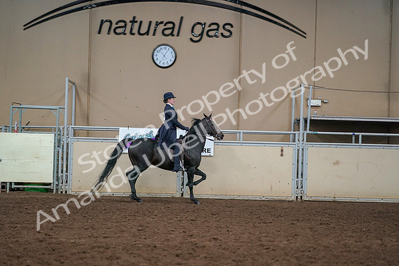 2019 Morgan Horse Show - Aug 30, 2019 - 12466