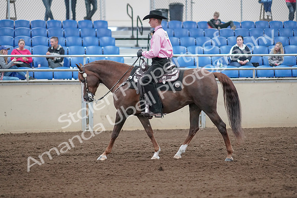 2019 Morgan Horse Show - Sept 01, 2019 - 06835