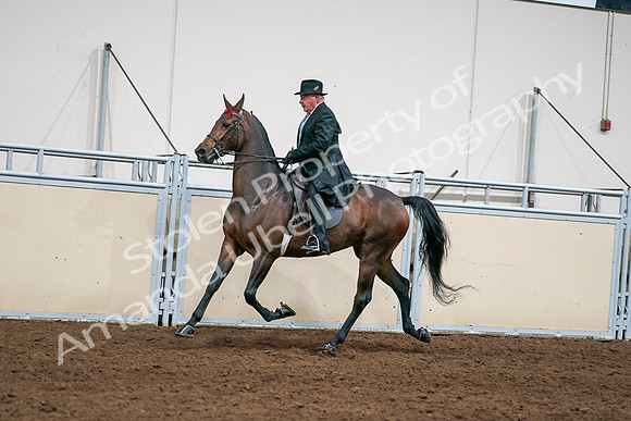 2020 - AB Morgan Horse - Sat, Sept 05 - 08124