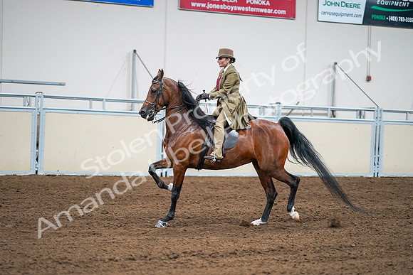 2020 - AB Morgan Horse - Sat, Sept 05 - 08100